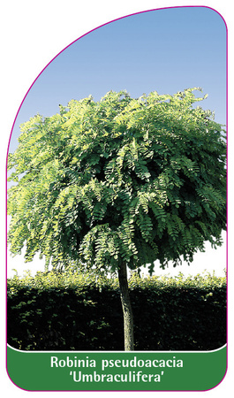 Robinia pseudoacacia 'Umbraculifera'