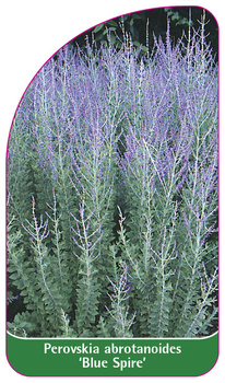 Perovskia abrotanoides 'Blue Spire'