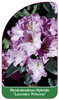 Rhododendron-Hybride 'Lavender Princess'