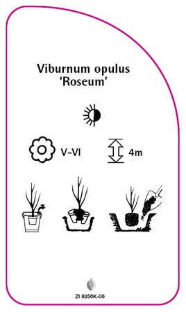 Viburnum opulus 'Roseum'