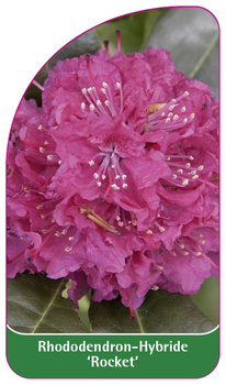 Rhododendron-Hybride 'Roket'