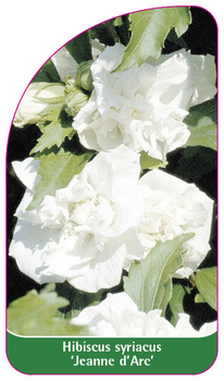 Hibiscus syriacus 'Jeanne d'Arc'