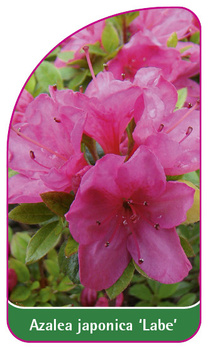 Azalea japonica 'Labe'