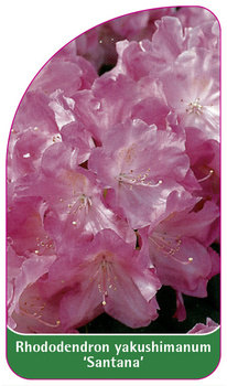 Rhododendron yakushimanum 'Sanatana'