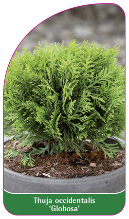 Thuja occidentalis 'Globosa'