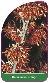 Hamamelis, orange