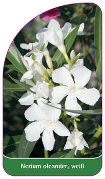 Nerium oleander, weiß
