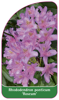 Rhododendron ponticum 'Roseum'