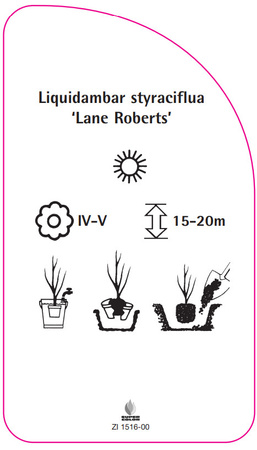 Liquidambar styraciflua 'Lane Roberts'