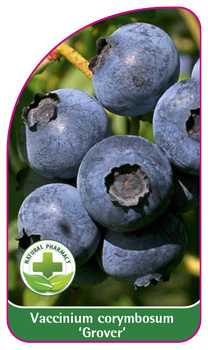 Vaccinium corymbosum 'Grover'