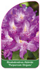 Rhododendron-Hybride 'Purpureum Elegans'