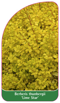 Berberis thunbergii 'Lime Star'