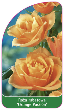 Róza rabatowa 'Orange Passion' Nr. 534