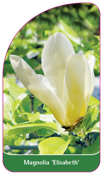 Magnolia 'Elisabeth'