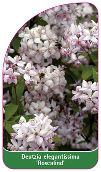 Deutzia elegantissima 'Rosealind' '