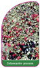 Cotoneaster praecox
