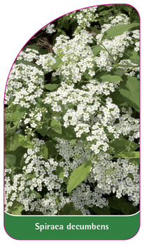 Spiraea decumbens