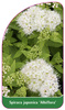 Spiraea japonica 'Albiflora'