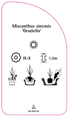 Miscanthus sinensis 'Graziella'