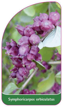 Symphoricarpos orbiculatus