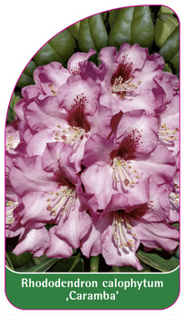 Rhododendron calophytum ,Caramba'