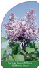 Syringa hyacinthiflora 'California Rose'
