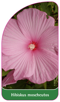 Hibiscus moscheutos