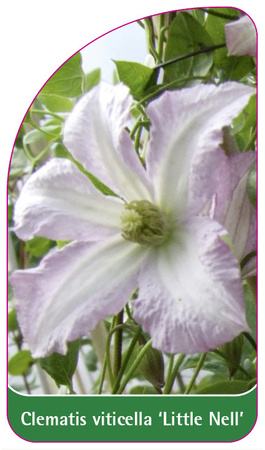 Clematis viticella 'Little Nell'