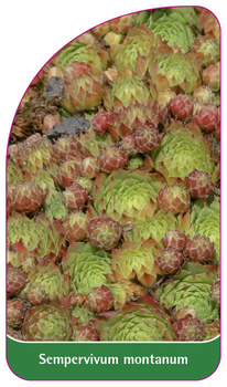 Sempervivum montanum