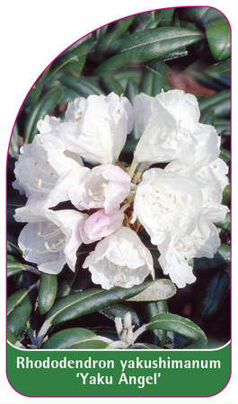 Rhododendron yakushimanum 'Yaku Angel'