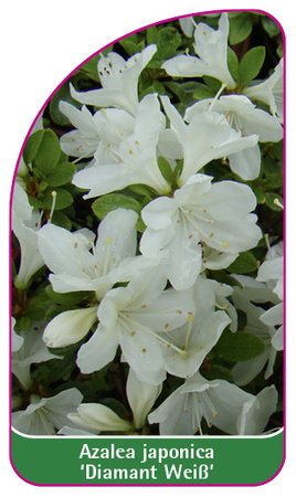 Azalea japonica 'Diamant Weiß'