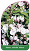 Kalmia latifolia 'Muras'