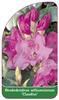 Rhododendron williamsianum 'Claudius'