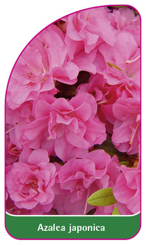 Azalea japonica
