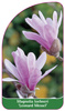 Magnolia loebneri 'Leonard Messel'