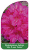 Rhododendron-Hybride 'Mrs. P. De Ouden'