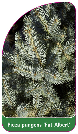 Pinus pungens 'Fat Albert'