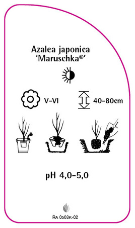 Azalea japonica 'Maruschka'