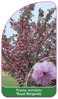 Prunus serrulata 'Royal Burgundy'