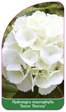 Hydrangea macrophylla 'Soeur Therese'