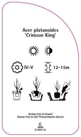 Acer platanoides 'Crimson King'