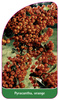 Pyracantha, orange