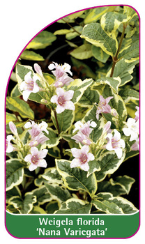 Weigela florida 'Nana Variegata'