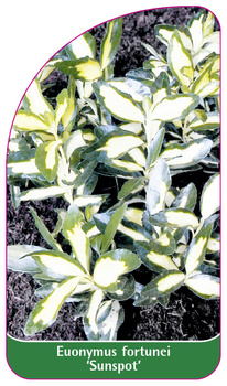Euonymus fortunei 'Sunspot'