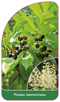 Prunus laurocerasus