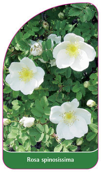 Rosa spinosissmia
