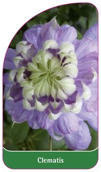Clematis