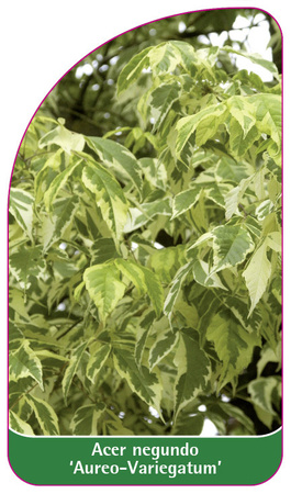 Acer negundo 'Aureo-Variegatum'