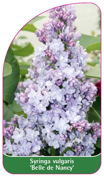 Syringa vulgaris 'Belle de Nancy'