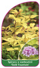 Spiraea x vanhoutteii 'Gold Fountain'